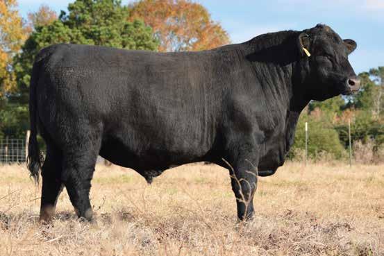 Coming Two Year Old Bulls SFASU 7032A sells as Lot 46.