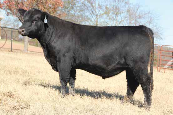Coming Two Year Old Bulls WH DISCOVERY RITO sells as Lot 52.
