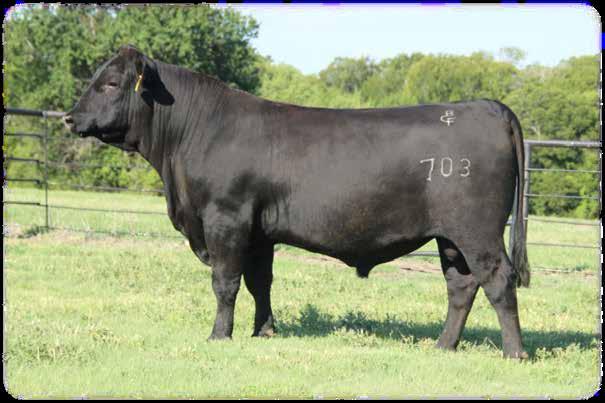 39 Look for some of our upcoming bulls born fall of 2018.
