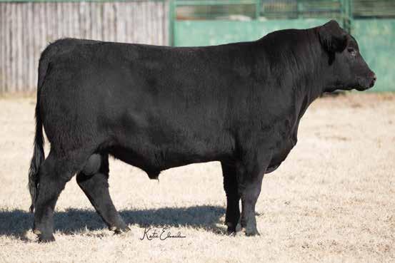 Coming Two Year Old Bulls HCC TOUR OF DUTY 792 sells as Lot 61.