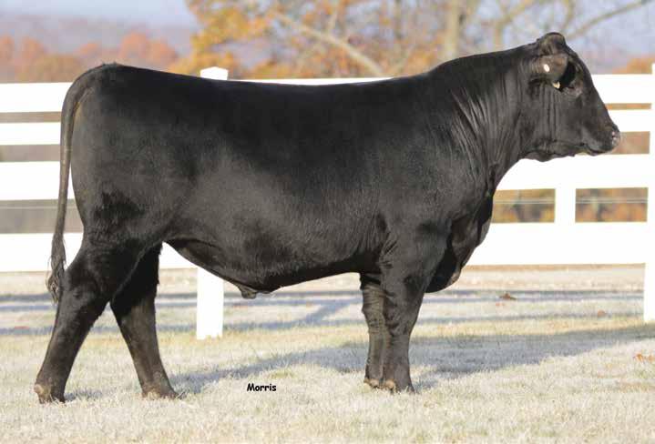 Pounds and More Pounds LOT 70 The Number 1 option of this sale offering for Weaning Weight EPD, Yearling Weight EPD and $Feedlot value index, among the top two options for hot Carcass Weight EPD and