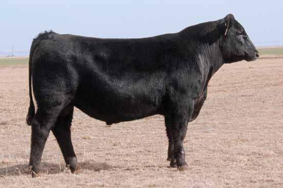 calf and went on to rank among the top 25 sires of progeny registered by the American Angus Association for the past two years.