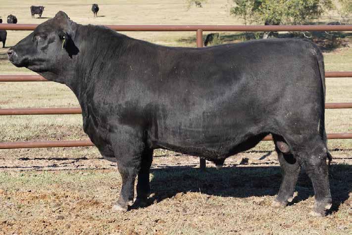 The Man - Power Pounds LOT 1 Among the top three options of this sale offering for $Beef value index, among the top four options for Weaning Weight EPD, Yearling Weight EPD, Residual Average Daily