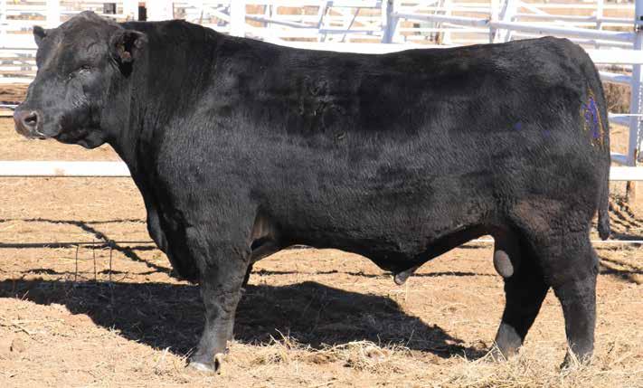 Number 1 sire of progeny registered in 2018 that ranked Number 2 in 2017, the donor dam of this high performer was produced by a past Number 1 active dam of the Angus breed for Rib Eye area measure