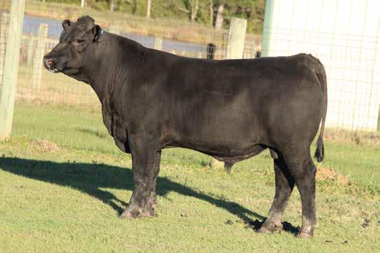 90 10% 10% 20% 2% 20% 1% 67 795 CED 26 BW 45 WW 31 YW 7 DMI 27 YH 35 SC 93 DOC 59 CEM 67 MILK 26 CW 20 MARB 24 RE 23 FAT 26 TEND 7 Yearling Bulls 44 ARSENAL 4W07 sire of Lot 84.