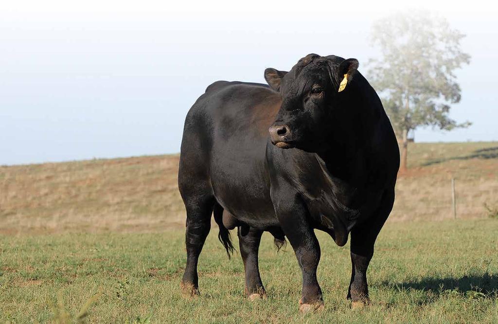 BUY BULLS ON TARGET The Targeting the Brand logo is designed to highlight registered Angus bulls with greater genetic potential to produce calves meeting the most challenging specifications of the