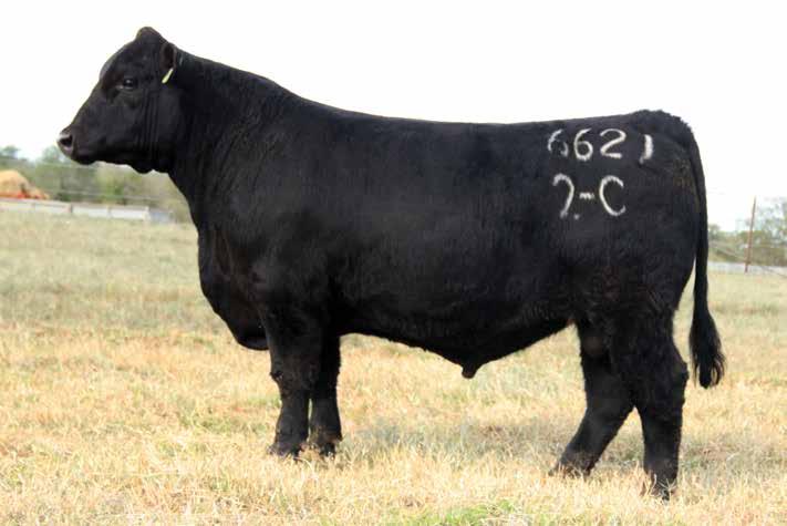 BW Specialist LOT 3 Among the top three options of this sale offering for $cow ENergy value index, among the top four options of this sale offering for Calving Ease Maternal score EPD and among the