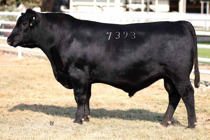 predictable calving ease this tremendous herd site prospect is sired by Basin Yuma 4286, the calving-ease and carcass specialist at ORIgen whose full sister recently sold half interest for $120,000