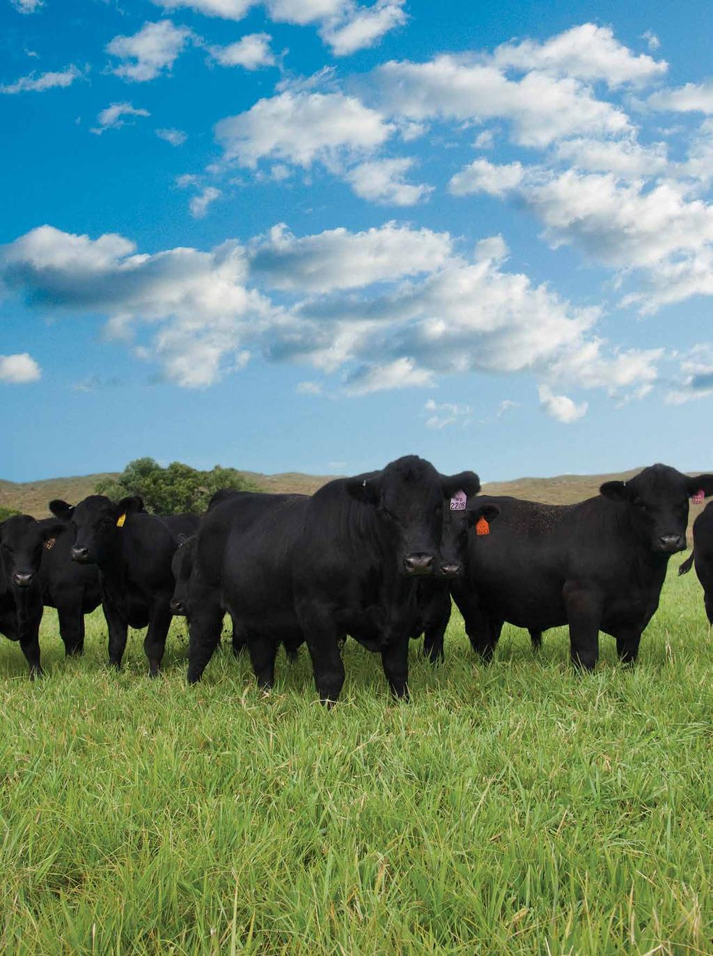 Angus. only Angus. There s only one DNA profile created specifically for Angus cattle.
