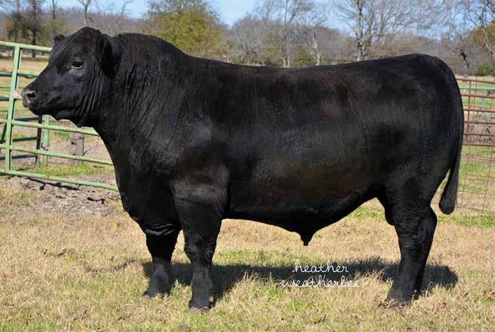 Rib Eye Fixer LOT 5 Number 2 option of this sale offering for Adjusted Rib Eye area measure EPD measure and top 10 for Adjusted 365 day weight, maternal Milk EPD, hot Carcass Weight EPD, $Grid value