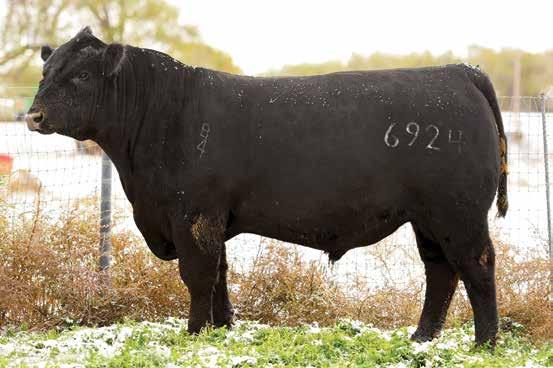 Coming Two Year Old Bulls B4L DIESEL 6924 sells as Lot 7.