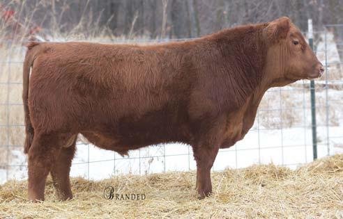 19 RED ANGUS BULLS NC TOOL TIME 1102-407 #1703139 2/5/14 76 626 103 1A 100% 3 BECKTON NEBULA P P707 HXC TOOL TIME 1102Y HXC 810U RED BRYLOR NEW TREND 22 EURA ESTER 2028-1166 FRITZ ESTER 2028 154 52