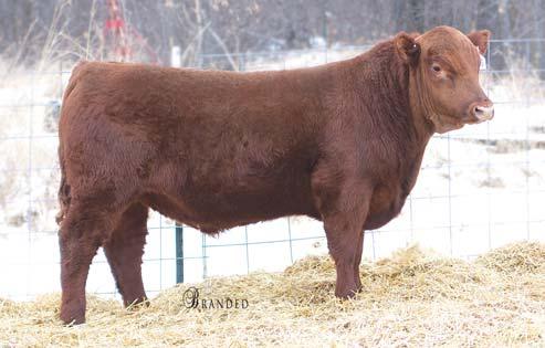 RED ANGUS BULLS Lot 23 and Lot 24 are ET calves that comes from a cow that is possibly the best that ever walked our pastures.