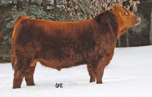 RED ANGUS BULLS The sire and dam of Lots 25 and 26 are of Canadian breeding. The sire is from the Ter- Ron program and the cow is a Mulberry 26P daughter. These are very good outcross genetics.