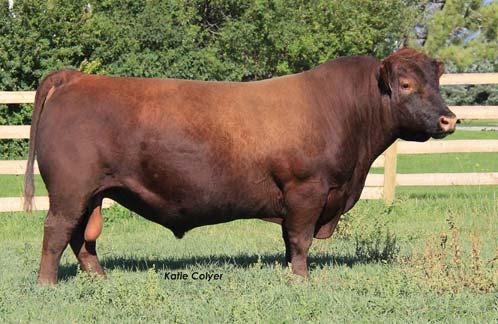 REFERENCE SIRES HXC CONQUEST 4405P #975924 A BD BW WW WR Cat.