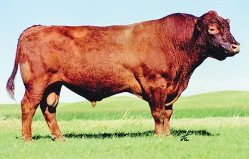 C REFERENCE SIRES BECKTON EPIC R397 K #1042135 BD BW WW WR Cat.