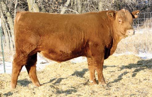 He is a thick calf with a ton of eye appeal! Take a look.