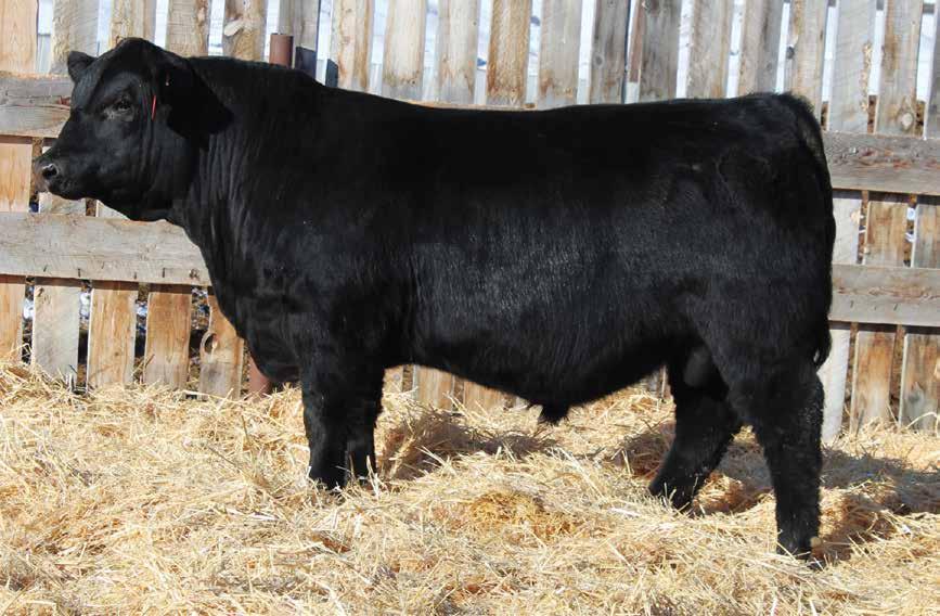 He is more than a pretty picture though, big ribbed and stout hipped and his Range Boss sired dam is one of favorites.