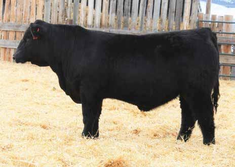 Simmental and SimAngus Bulls CCR COWBOY CUT 5048Z, Sire of Lots 4-10.