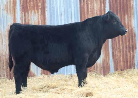 He ranks in the top 10% of the breed for growth. This standout blends his added growth potential and balance to a high degree.