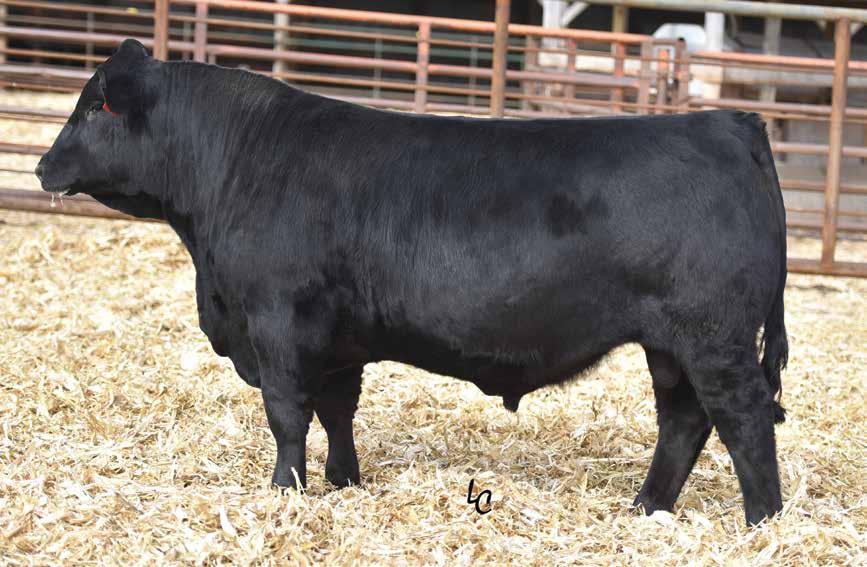 Simmental and SimAngus Bulls HOOK S BEACON 56B, Sire of Lots 44-47.