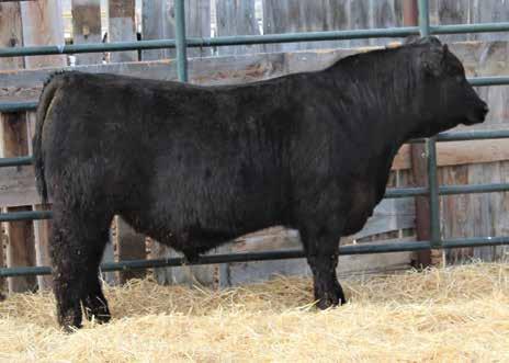 Simmental and SimAngus Bulls JC MR BSR MCLINTOCK 103C, Sire of Lots 49-53.