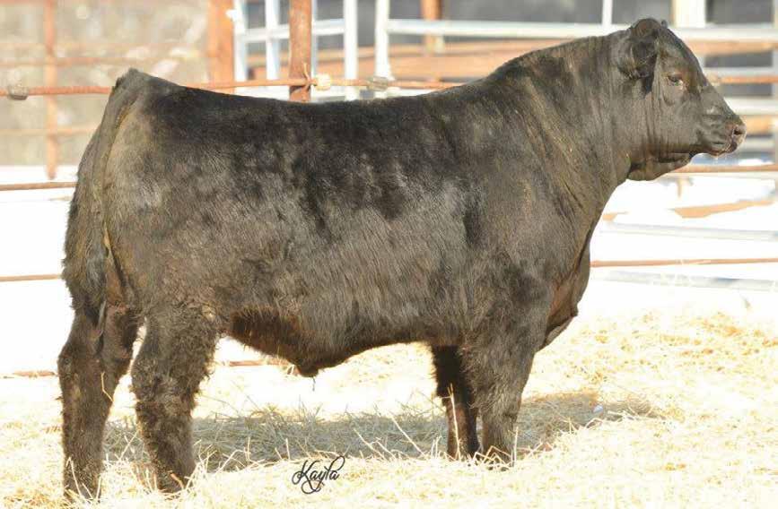 Simmental and SimAngus Bulls SLN344Z, Sire of Lots 56, 57.