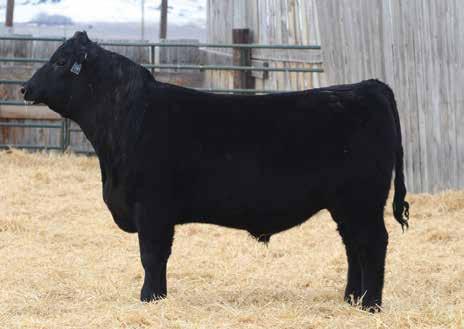 Angus Bulls 83 BCC BARKER REMEDY F24G Bull AAA 19335939 F61 BD: 02/09/18 CONNEALY THUNDER CTS REMEDY 1T01 CTS 7V03 BELLEMERE MAID 9T02 LEACHMAN RIGHT ANSWER 2558 LEACHMAN ERICA 4075 LEACHMAN ERICA