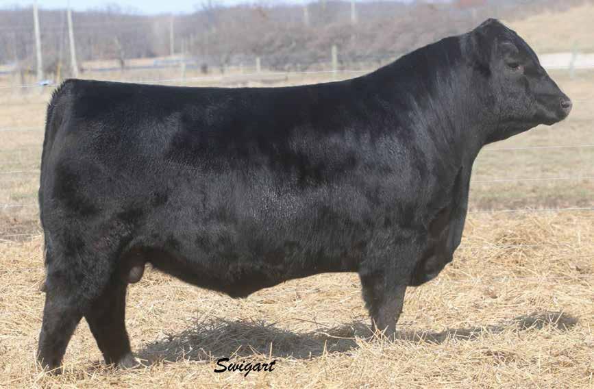 Simmental, SimAngus and Angus Bulls KRAMERS LEDGER 612, Sire of Lots 93-96.