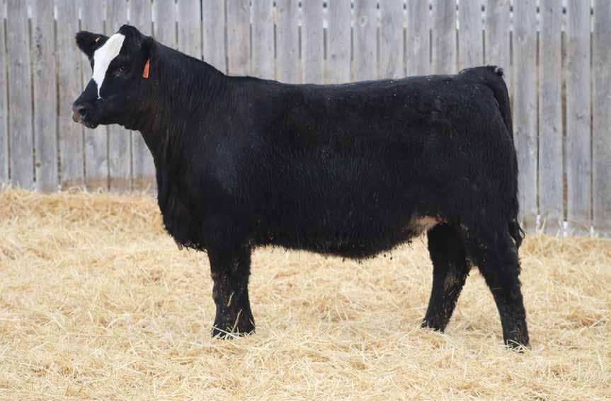 Simmental and SimAngus Heifers BSR MS BARKER KHUNA FA65, Sells as Lot 105. BSR MS BARKER KHUNA FB58, Sells as Lot 106.