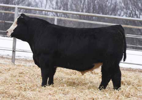KHUNA FC78, Sells as Lot 107. 11.8-0.2 63.5 95.4 6.4 23.7 56.4 13.8 6.7 27.5-0.14 0.28 0.45 121.4 69 A female that always catches your attention walking through the replacements.