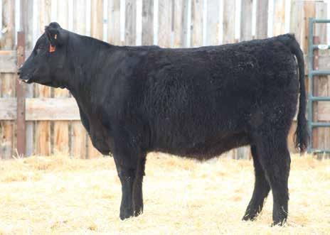 Simmental and SimAngus Open Heifers 112BSR BARKER ARND F811 Black Polled 1/2 SM 5/16 MA 3/16 AN Cow ASA 3524048 F258 : 70 BD: 2/11/2018 WS BEEF KING W107 WS ALL-AROUND Z35 CDI MS HIGH ROLLER 39W
