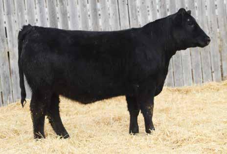 Not to mention she ranks in the top 15% of the breed for CE and. BSR BARKER ARND F811, Sells as Lot 112.