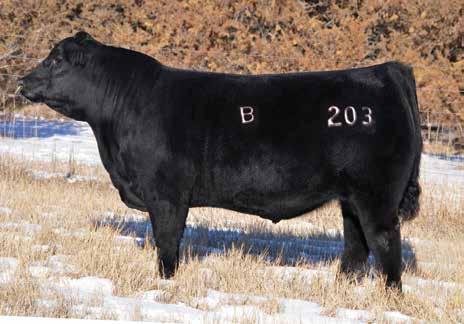 Angus Open Heifers BCC MS BARKER BOSS F22G, Sells as Lot 135.