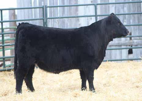 Angus and SimAngus Open Heifers 142 F218 Black Polled Commercial SM Cow ASA 3524020 F218 : 75 BD: 3/16/2018 BSF HOT LOTTO 1401 KRAMERS LEDGER 612 KRAMERS EVERGREEN ERICA 344 MR NLC AVENUE 3088A MISS
