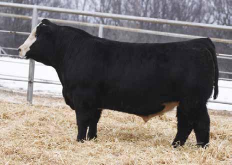 Barker Cattle Company Herd Bulls JC MR BSR KAHUNA N163C STF BLACK JACK XY70 JC MR BSR KAHUNA N163C Homozygous Black Homozygous Polled 1/2 SM 1/2 AN Bull ASA 2976457 JCN163C BD: 2/23/2015 TNT TUITION