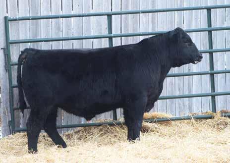 Simmental and SimAngus Bulls WS ALL-AROUND Z35, Sire of Lots 1-3.
