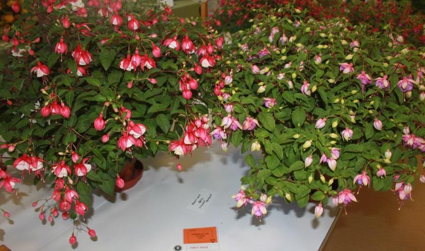 SECTION D FUCHSIAS An exhibitor may submit only one entry per in Section D. Prizes (unless otherwise stated): 1 st 2.50 2 nd 1.50 rd 1.00 THE D.C.BAIN CUP awarded for the most points in es 65 to 69.
