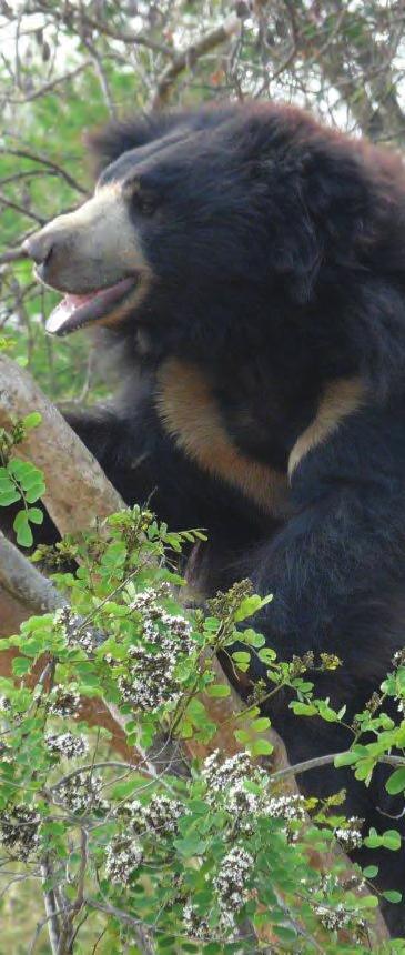 Fantastic Facts Fantastic Facts ages 14+ Bears belong to the family Ursidae (Ursid is the Latin word for Bear). Bears originated 20-30 million years ago.