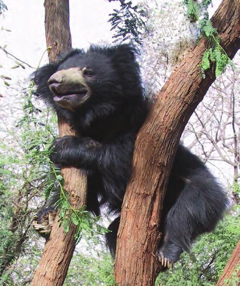 Threats to Bears Sloth Bears in India have declined in numbers due to the impact of human activities.