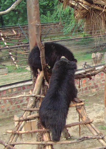 Also, the many bear cubs captured from the forest and the mothers who are killed result in big declines of the total bear population of India which is not good for the forest ecosystem.