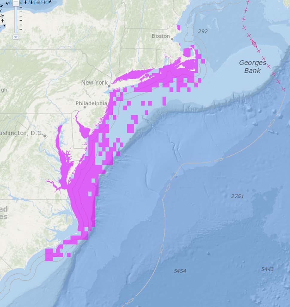 EFH Redo (2017-2018) Juveniles: 1) Offshore, EFH is the demersal waters over the Continental Shelf (from the coast out to the limits of the EEZ), from the Gulf of Maine to Cape Hatteras, North