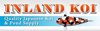 New Koi from Niigata Arrived the End of