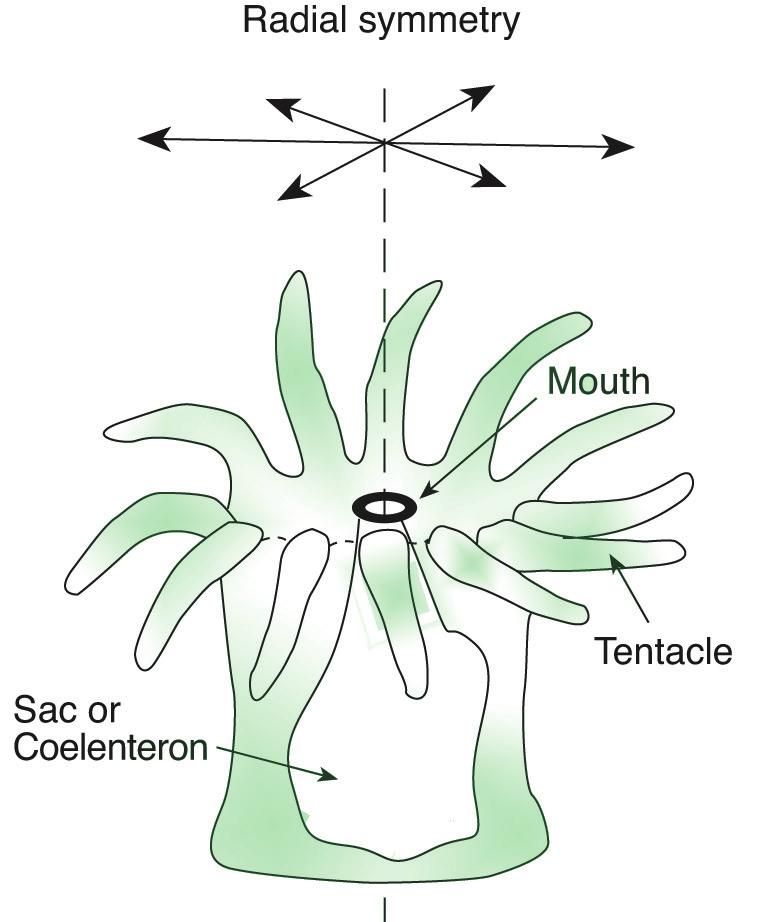 coelenteron with one opening or mouth as shown in Figure 276.1.