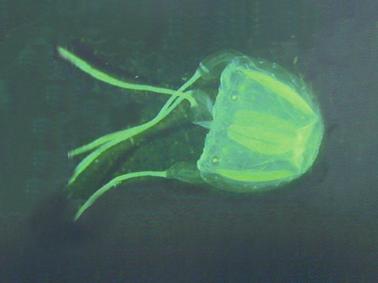 Class Cubozoa Box jellyfish Box jellyfish, also known as sea wasps, are the deadliest stinging jellyfish in the world and have killed swimmers, adults and children, off northern Australian beaches.