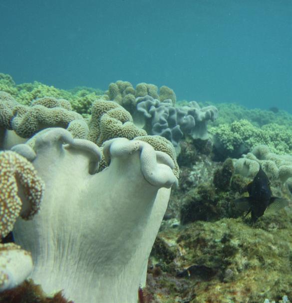 Corals need specific requirements for growth and scientists from the Great Barrier Reef Marine Park Authority have identified the following four main requirements: clear water so they can get