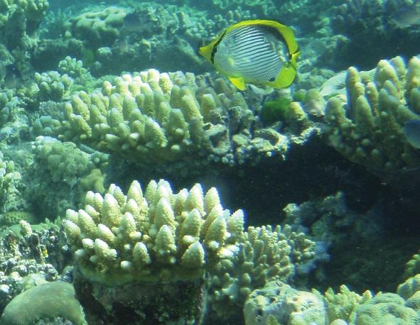 Few reefs grow next to the mainland because the water quality is too poor caused by high sediment runoff and other pollutants from land. There are two types of coral hard and soft.
