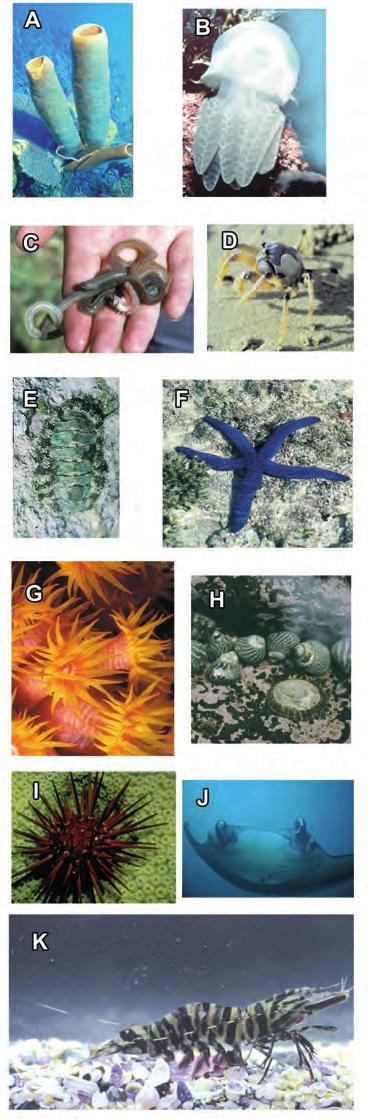 Exercise 11.2 Using a key Aim To use a simple key to identify the major marine phyla. Method Use the key below to identify the creatures to the right.