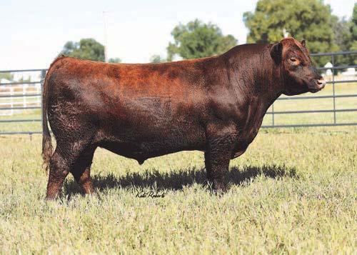 9 +68 +119 +20 +54 * Breed leading growth EPD s & carcass while maintaining a solid maternal lineage * Flawlessly uddered cow family, breed value, marketability & versatility * High selling bull to