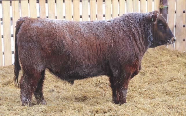 * We bought a semen package at Red Roundup on this bull Lot 12 RED HAMCO HARVESTOR 27F DSH 27F 2036350 January 30, 2018 (AI) TED HARVESTOR 154A RED LWNBRG HARVESTOR 103C RED LWNBRG CADENCE 141Y RED
